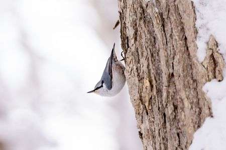 逆立ちのゴジュウカラ