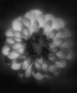 Soft focus lensでダリアを。