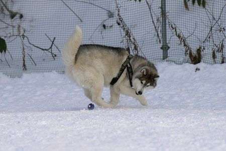 急停止・急旋回