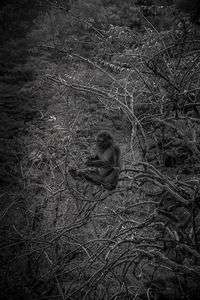 モンキーパークの猿