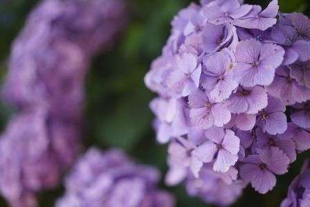 紫の紫陽花