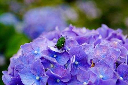 おーい、こんにちわ　ハナムグリです。