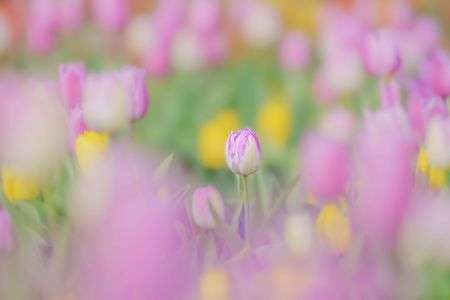 アイスチューリップ