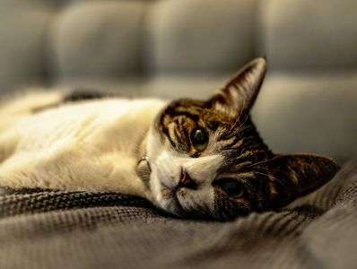 ソファーでのんびり