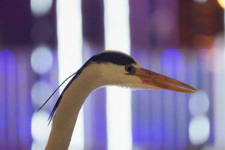 アオサギ 人混みもイルミネーションも我関せず。