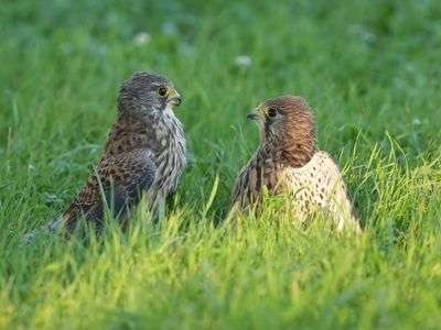 バトル　　　#チョウゲンボウ#