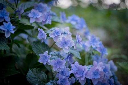 紫陽花