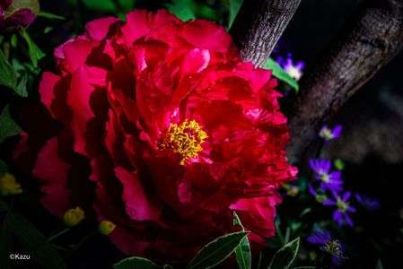 ひゃっかのおう