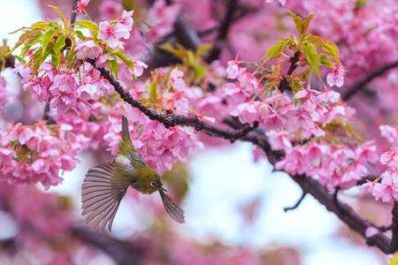 春を翔ける瞬間―桜舞う中のメジロの旅立ち