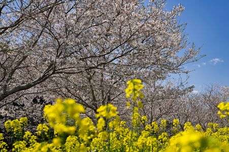 桜と菜の花絨毯