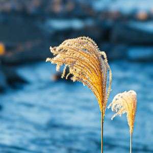 二人は〜枯れススキ〜🎵(J+α)