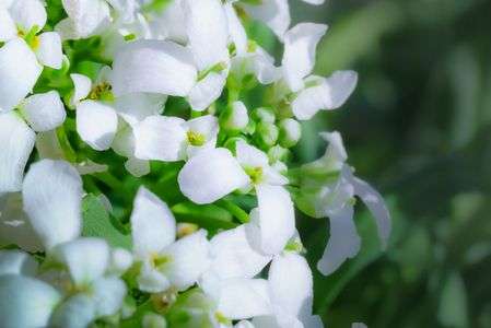 スノーサーファー（J＋α）