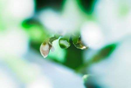 スノーサーファー２(D1)