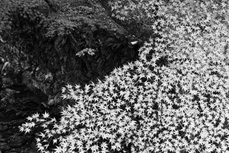 白黒もいいもんだ！（D１）