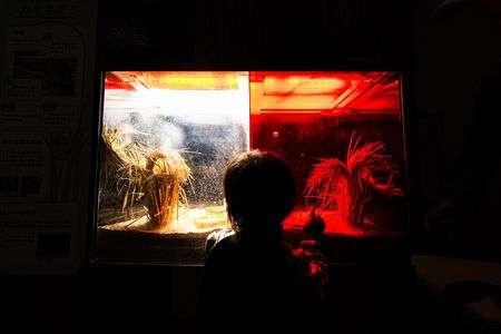 2歳児、悪の実験