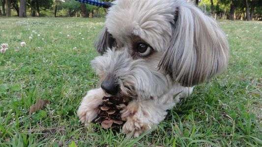 良いものみっけ！