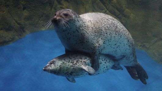 リアル抱き枕　#生きもの_一般#