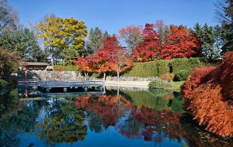 百合が原公園の紅葉と野鳥
