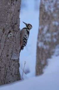 エゾオオアカゲラ