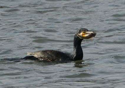 #カワウ#　高級魚マゴチを食す