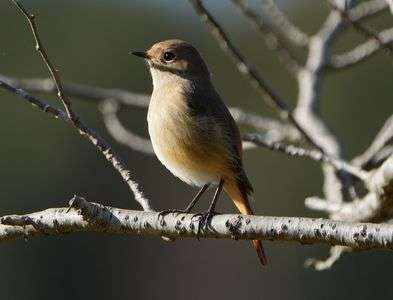 #ジョウビタキ#　