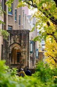 東大イチョウの黄葉