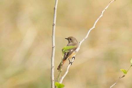 ジョウビタキ♀