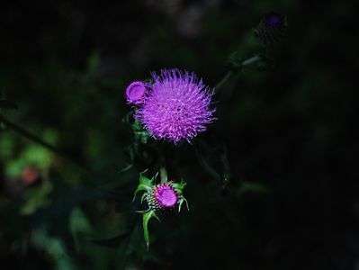 浮かぶノアザミ