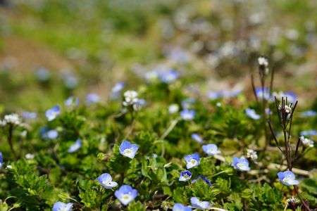 オオイヌノフグリ