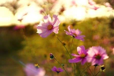 散り際のコスモス達へ