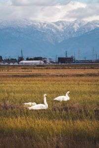 白鳥は田んぼから生えてくる