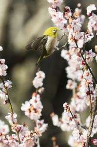 梅とメジロと