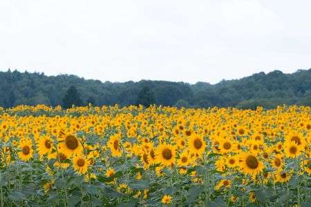 布引高原のひまわり