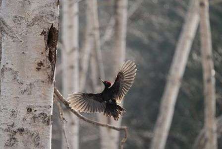 クマゲラ　#カレンダー2024