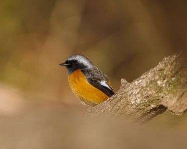 ジョウビタキで野鳥撮影の練習