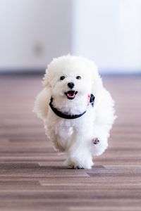 全力ダッシュ！