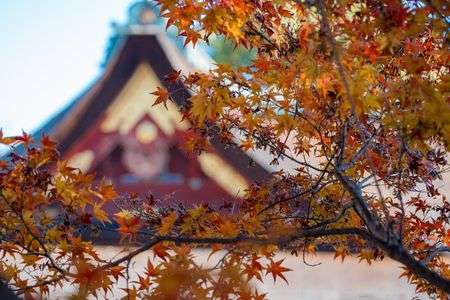 晩秋の京都紅葉2025