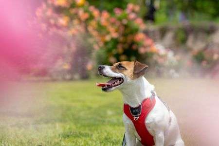 ローズガーデン