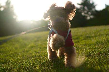 ゆるふわお散歩フォト　#ペット自慢2024_犬#