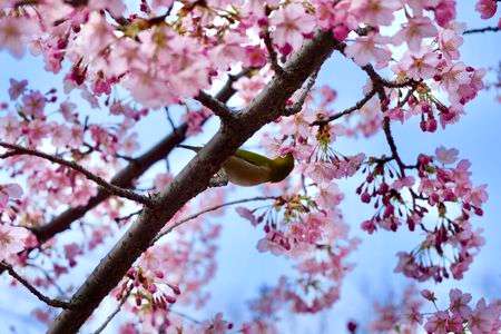 メジロを下から#CHOICEチャレンジ2024#