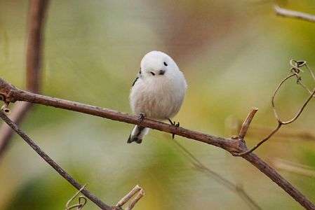 チョット首を傾げたシマエナガ