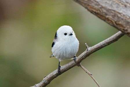 晩秋の雪が降る前のシマエナガ