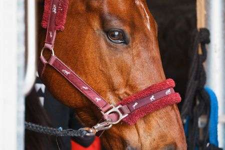 メタセコイアと馬の森