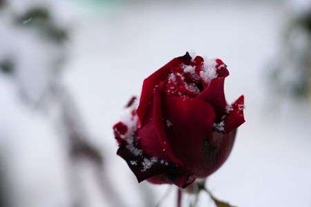 冬薔薇（ふゆそうび）