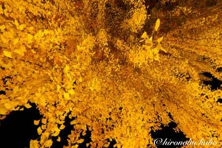 丹生酒殿神社大銀杏