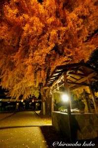 丹生酒殿神社大銀杏