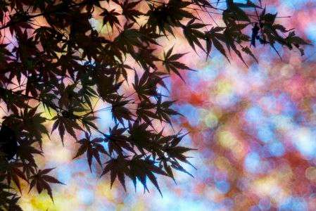 楓のシルエット