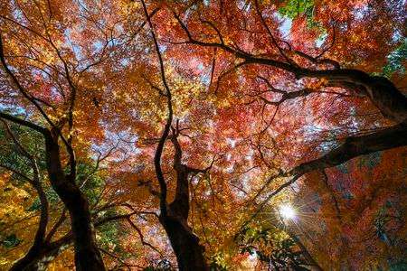 横浜/四季の森：楓の色彩