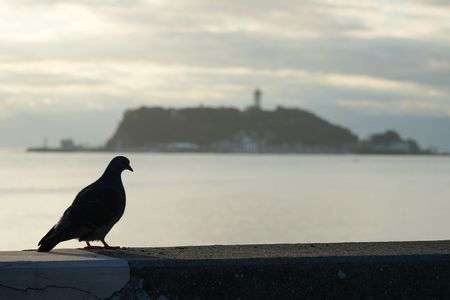 鳩と江ノ島