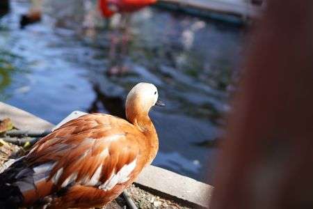 物思いにふけるカモ